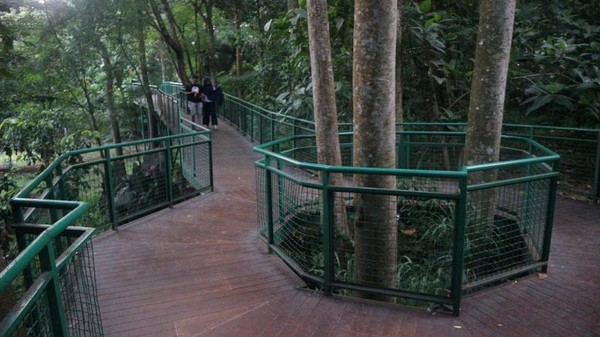 Serunya Forest Walk Di Babakan Siliwangi Bandung