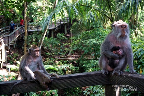 Gemasnya Monyet di Ubud Monkey Forest