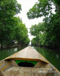 Percaya Nggak Ada Hutan Mangrove Cantik Di Bekasi