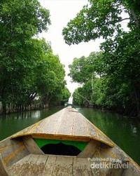 Percaya Nggak Ada Hutan Mangrove Cantik Di Bekasi Percaya Nggak Ada Hutan Mangrove Cantik Di Bekasi