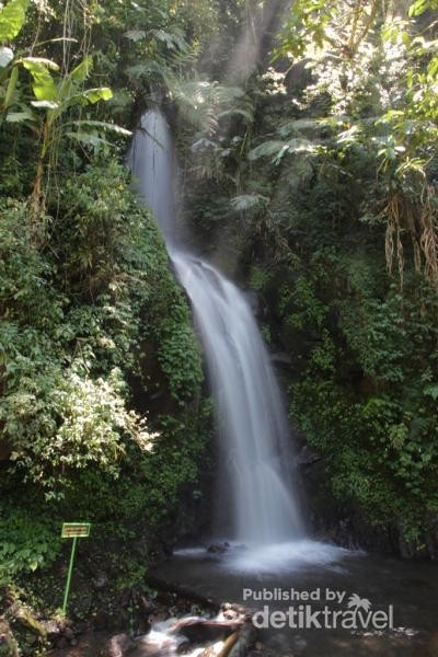 Berjumpa Dengan Katak Merah Di Gunung Ciremai