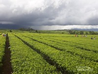 Hamparan Kebun Teh di Kaki Gunung Kerinci Hamparan Kebun Teh di Kaki Gunung Kerinci