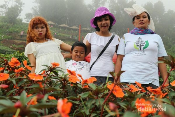 Mau yang Sejuk dan Penuh Bunga  Taman Berkabut Ini Pilihannya