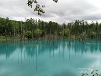 Blue Pond, telaga cantik berwarna biru di Biei, Hokkaido Blue Pond, telaga cantik berwarna biru di Biei, Hokkaido