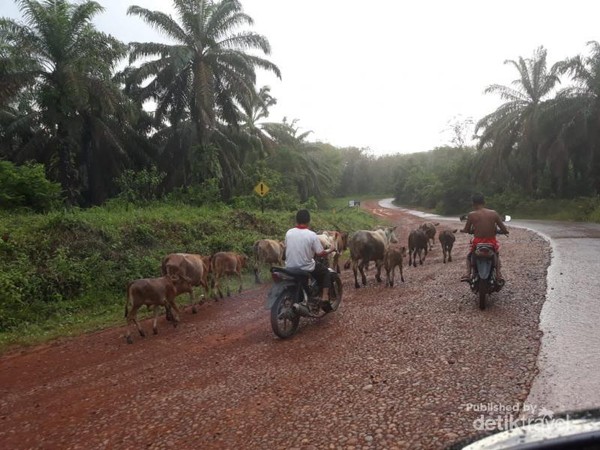Ketika sedang melintasi perkebunan sawit di Sumatera Selatan dalam perjalanan saya ke Jambi, saya bertemu dengan penggembala sapi yang mengunakan sepeda motor. Tradisional dan modern bergabung menjadi satu. Ketika sedang melintasi perkebunan sawit di Sumatera Selatan dalam perjalanan saya ke Jambi, saya bertemu dengan penggembala sapi yang mengunakan sepeda motor. Tradisional dan modern bergabung menjadi satu.