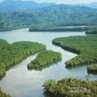 Hutan mangrove di Donggala Hutan mangrove di Donggala