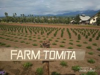 Hamparan perkebunan di Farm Tomita yang rapi dengan background beberapa pegunungan. Hamparan perkebunan di Farm Tomita yang rapi dengan background beberapa pegunungan.