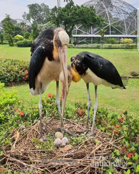 Wisata Edukasi Di Taman Burung Tmii