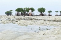 Ada ratusan bintang laut terjebak di pantai ini Ada ratusan bintang laut terjebak di pantai ini