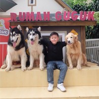 Gemasnya Anjing Anjing Di Rumah Guguk Lembang Bandung