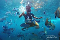 Snorkeling di Pantai Bangsring, ditemani ratusan ikan terumbu karang Snorkeling di Pantai Bangsring, ditemani ratusan ikan terumbu karang