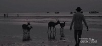 Melewati senja bersama kawanan rusa di pesisir Pantai Pangandaran Melewati senja bersama kawanan rusa di pesisir Pantai Pangandaran