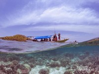 Keindahan bawah laut Gili Noko Keindahan bawah laut Gili Noko