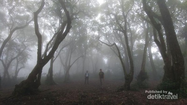 Nuansa Kabut Misterius Di Gunung Manglayang Bandung