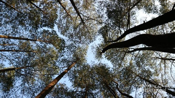 Rumah Pohon dan Rusa Tutul di Masigit Kareumbi, Bandung