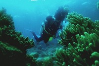 Pertama kali mengunjungi bawah laut Wakatobi Pertama kali mengunjungi bawah laut Wakatobi