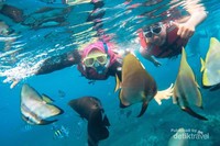 Snorkeling menikmati cantiknya dalam air pantai Bangsring Snorkeling menikmati cantiknya dalam air pantai Bangsring