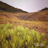 ladang rumput surya kencana ladang rumput surya kencana