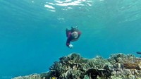 Bawah laut Pantai Jikomalamo di Ternate tak pernah membuat bosan. Bawah laut Pantai Jikomalamo di Ternate tak pernah membuat bosan.
