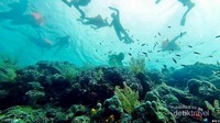 Ramai-ramai menikmati keindahan bawah laut Halmahera Selatan. Ramai-ramai menikmati keindahan bawah laut Halmahera Selatan.