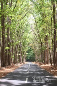 Alas Purwo: Hutan Tertua Jawa yang Magis nan Mistis