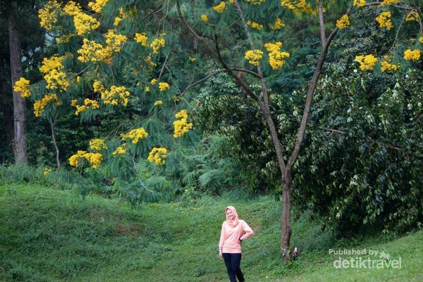  Pohon  Berbunga Kuning  Aneka Tanaman Bunga 