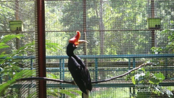 Bertemu Burung Langka  di  Kalimantan 