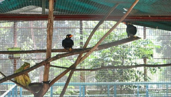 Bertemu Burung Langka  di  Kalimantan