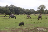 Lihat kerbau dan babi berkeliaran di pinggir jalan rote ini, kamu berasa ada di new zealand Lihat kerbau dan babi berkeliaran di pinggir jalan rote ini, kamu berasa ada di new zealand