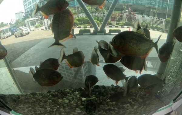 Galeri Di Jakarta Ini Simpan Aneka Hewan Laut Langka