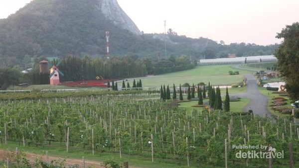 Kebun Anggur di Thailand  Ini Mirip di Eropa