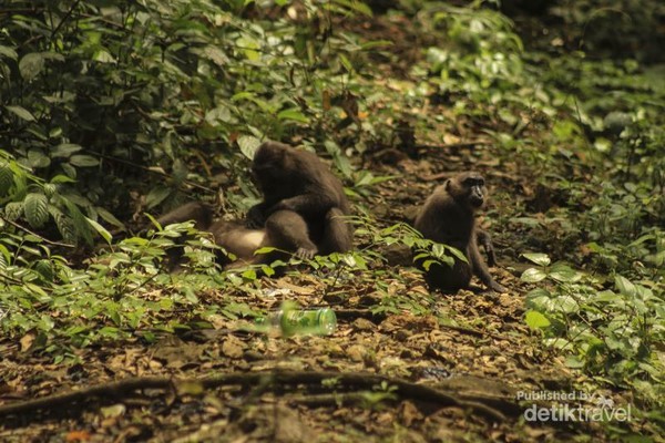 Lihat Lebih Dekat Si Kera Hitam Dari Sulawesi Selatan