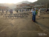 Di pagi hari, merpati ramai berkumpul di area belakang Masjidil Haram. Tepatnya di area menuju Mala maupun Masjid Jin. Di pagi hari, merpati ramai berkumpul di area belakang Masjidil Haram. Tepatnya di area menuju Mala maupun Masjid Jin.