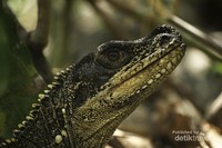 Inilah penampakan kepala dari dekat seekor Soa-soa Layar (Hydrosaurus amboinensis) di wilayah Taman Nasional Bantimurung Bulusaraung, Kabupaten Maros, Sulawesi Selatan.. Inilah penampakan kepala dari dekat seekor Soa-soa Layar (Hydrosaurus amboinensis) di wilayah Taman Nasional Bantimurung Bulusaraung, Kabupaten Maros, Sulawesi Selatan..