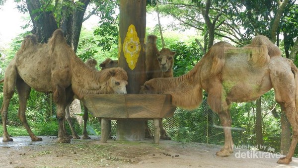 Akhir Pekan Ini Asyiknya Ajak Anak Ke Taman Safari