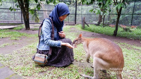 Mau Bermain Di Taman Safari Terluas Se Asia Jawa Timur