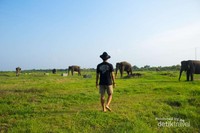 Seorang pria berjalan menuju kawanan gajah Seorang pria berjalan menuju kawanan gajah