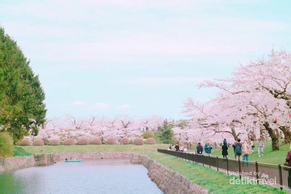 Orang Jepang Punya Tradisi Unik Untuk Memaknai Sakura