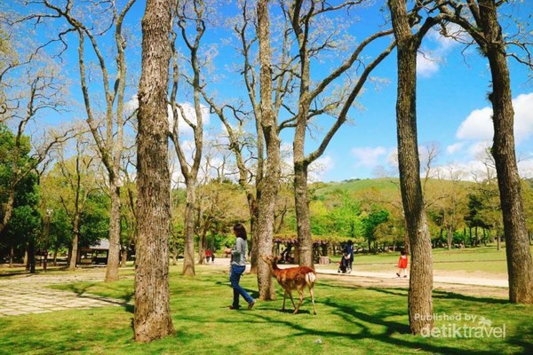 Taman Cantik Bak Lukisan Di Jepang