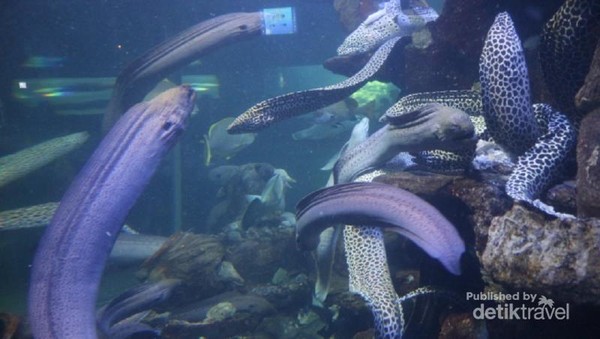 Liburan Sekolah Di Sea World Ancol