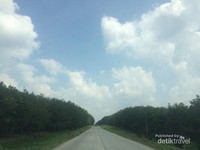 Hutan karet milik PT PTPN Hutan karet milik PT PTPN
