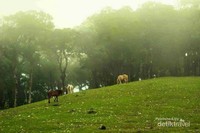 Fatullan di Kabupaten TTS memang sangat tepat dijuluki sebagai negri diatas awan. saat kalian berada di desa ini, kalian serasa berada di negeri dongeng. Fatullan di Kabupaten TTS memang sangat tepat dijuluki sebagai negri diatas awan. saat kalian berada di desa ini, kalian serasa berada di negeri dongeng.