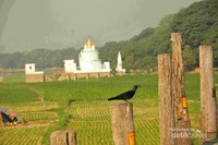 Burung dan pagoda Burung dan pagoda