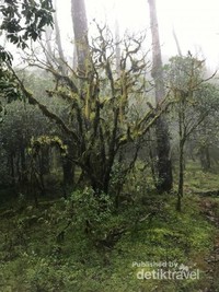 Hutan bonsai dengan lumut yang bergelantungan di antara batang-batang pohon bonsai. Hutan bonsai dengan lumut yang bergelantungan di antara batang-batang pohon bonsai.