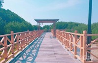 Mangrove di Taman Nasional Kepulauan Seribu. Mangrove di Taman Nasional Kepulauan Seribu.