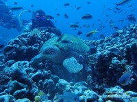 Diving menikmati bawah laut Raja Ampat Diving menikmati bawah laut Raja Ampat