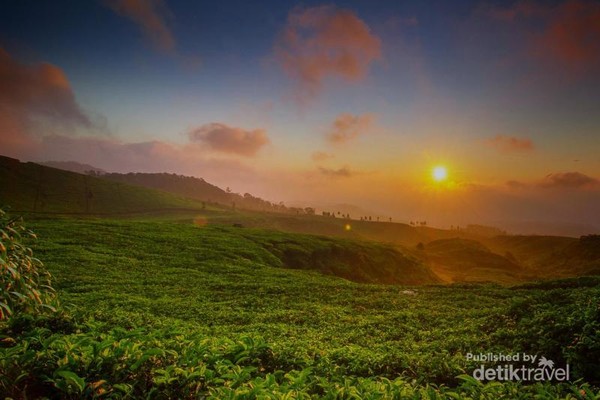 Foto Kebun Teh Cantik Di Taman Nasional Gunung Halimun Salak