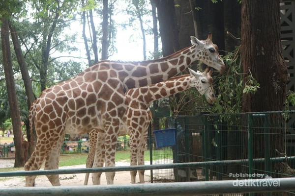 Ketemu Hewan Eksotis Di Jakarta Ini Rekomendasi Tempatnya