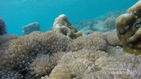 Pemandangan bawah laut di pulau Tidung Pemandangan bawah laut di pulau Tidung