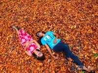 Reruntuhan daun mahoni yang menutup permukaan tanah membuat suasana ditempat ini begitu romantis. Reruntuhan daun mahoni yang menutup permukaan tanah membuat suasana ditempat ini begitu romantis.